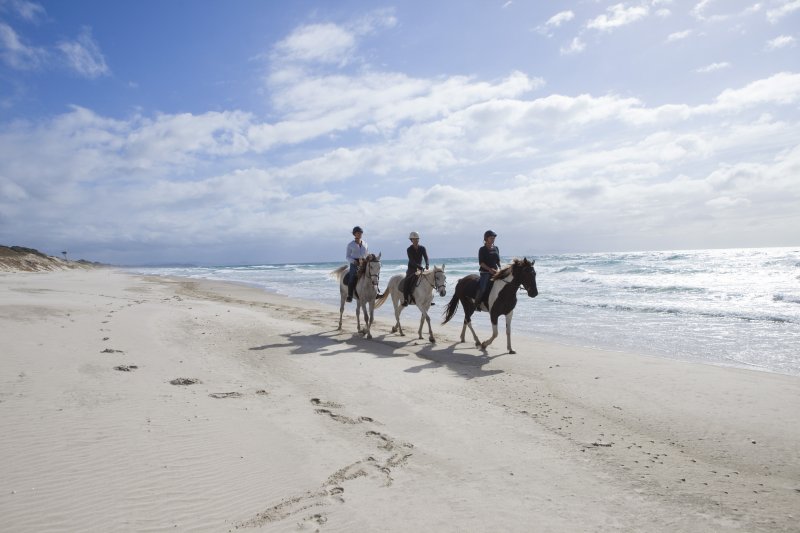 Pakiri Beach Horse Riding